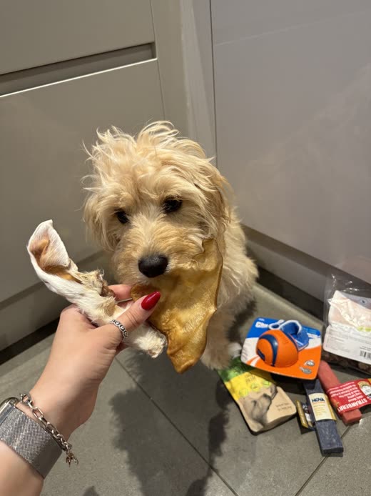 A hand offering a large natural chew to an apricot cockapoo