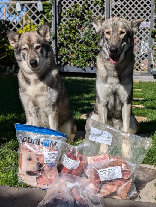 Two wolf-type dogs in a garden behind vacuum-packed bags of raw meat